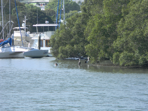 Pelican from Bird Hide, Mangroves and Saltmarsh